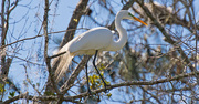 2nd Mar 2018 - Egret's Are Still Pulling the Twigs!
