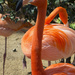 Flamingo Friday - Long Neck