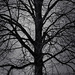Winter Tree by jaybutterfield