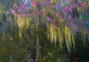 3rd Mar 2018 - Spring light, Spanish moss and flowering trees at Magnolia Gardens