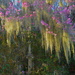 Spring light, Spanish moss and flowering trees at Magnolia Gardens by congaree