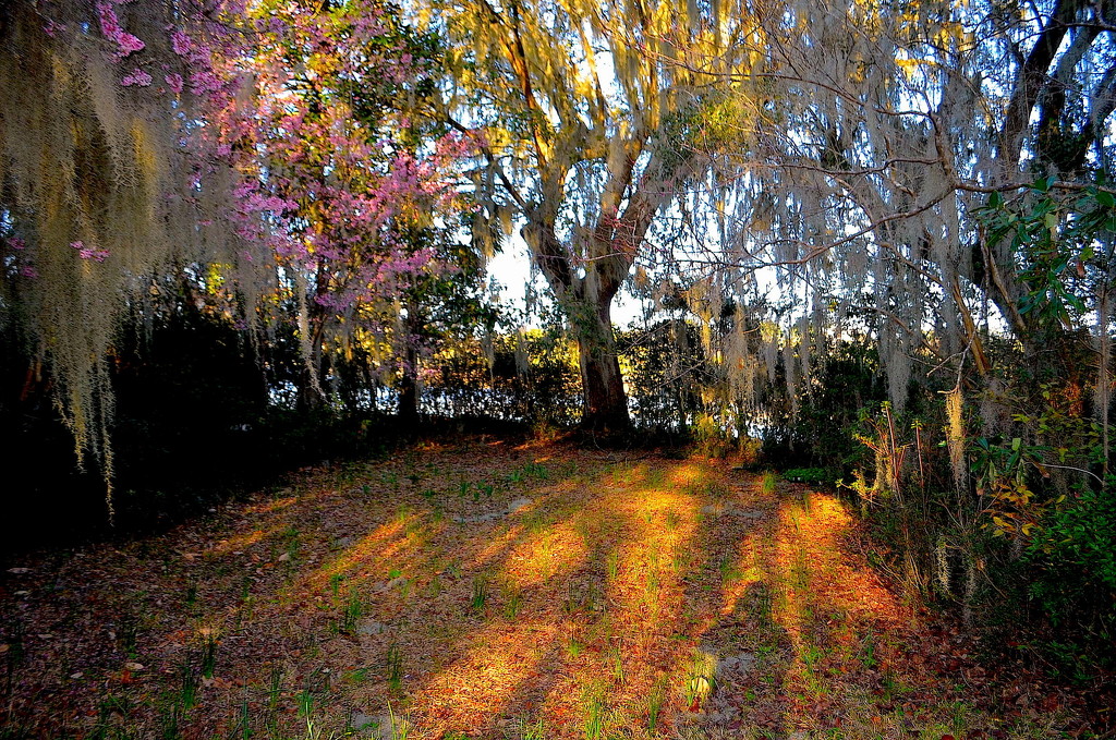 My shadow at Magnolia Gardens by congaree