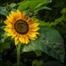 Sunflower by nzkites