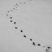 Tracks in the Snow by mattjcuk