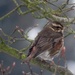 Redwing by phil_sandford