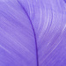 Purple by newbank