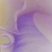 Pastel Purple by daisymiller