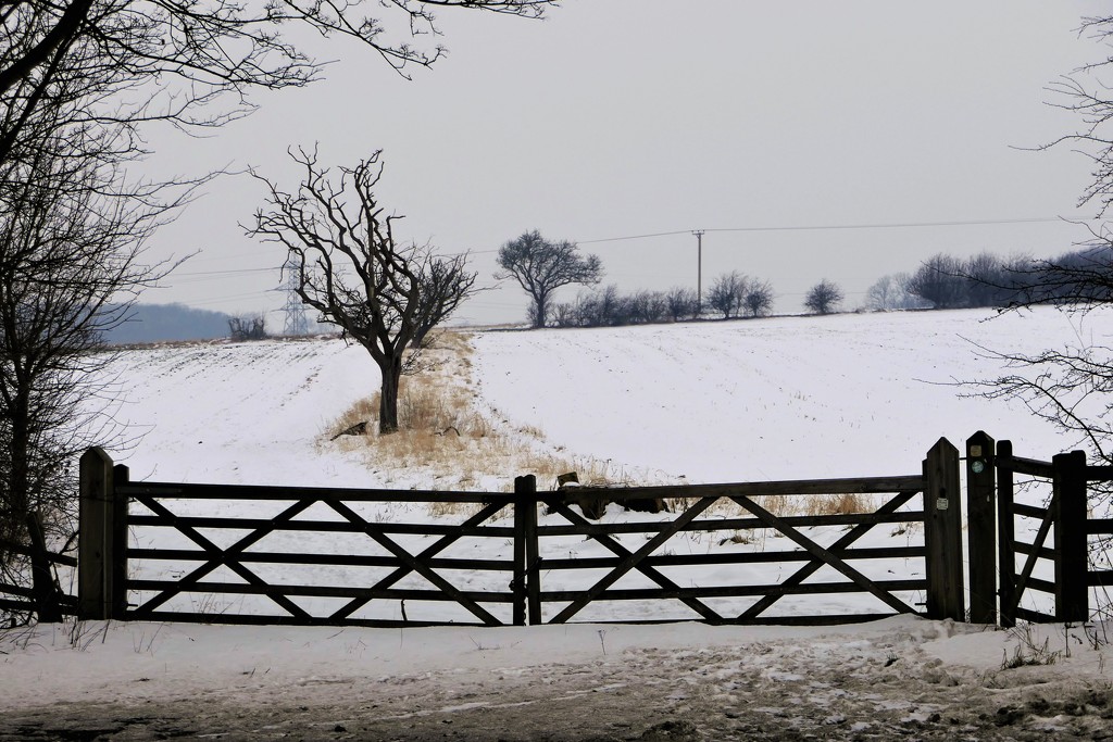 Winter White by carole_sandford