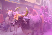 1st Mar 2018 - Holi celebrations, Mathura