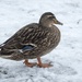 Duck in the Snow by bizziebeeme