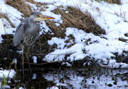 3rd Mar 2018 - Heron 