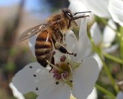 3rd Mar 2018 - Busy Bee