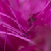 Pink - Garnet Microgreens by nicolecampbell
