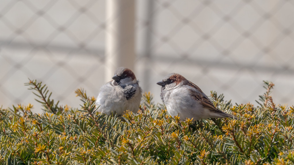 Male House Sparrows in the Hedge by rminer