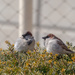 Male House Sparrows in the Hedge by rminer