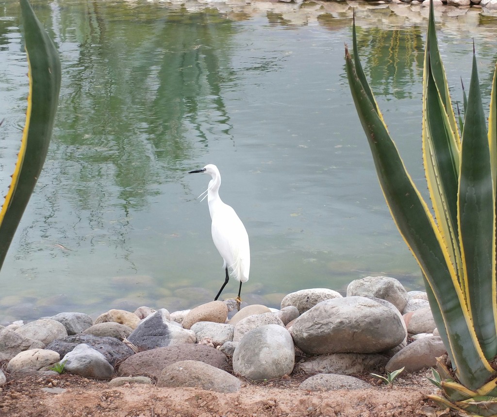 Moroccan Egret! by bigmxx
