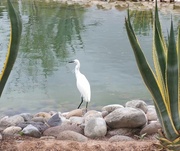 3rd Mar 2018 - Moroccan Egret!
