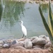 Moroccan Egret! by bigmxx