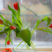 tulips in the window by jernst1779