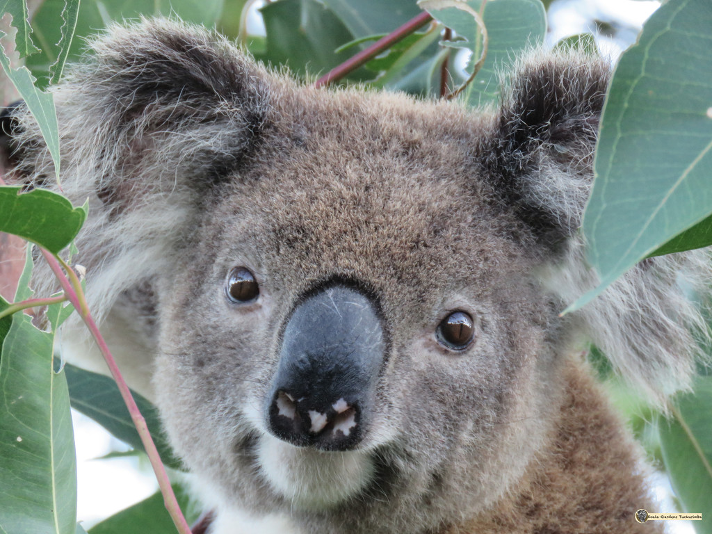 hey by koalagardens