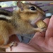 Chippy eating out of Hans' Hand by bruni