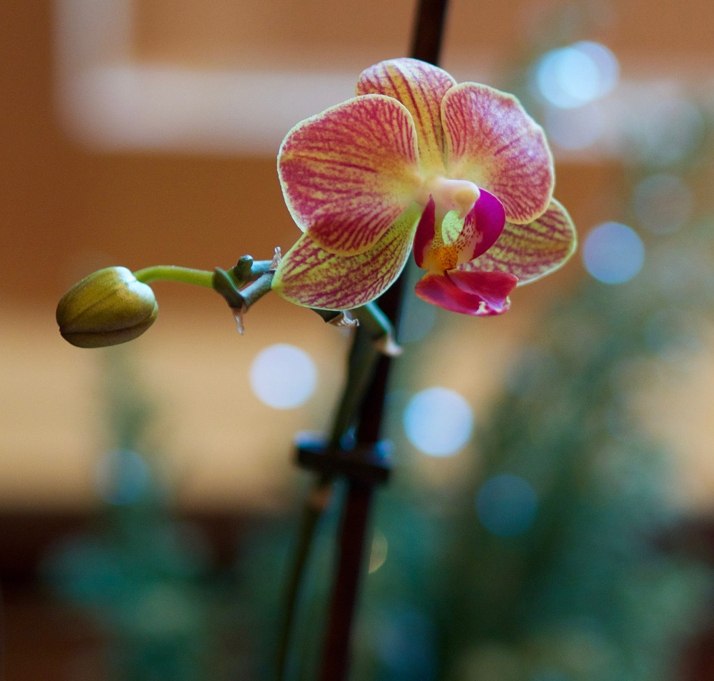 Miniature Orchid by redy4et