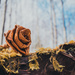 Cedar Rose by kwind