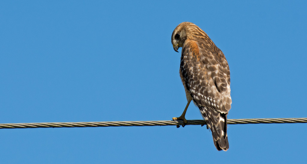One More Red Shouldered Hawk! by rickster549