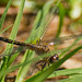 Dragonfly Hiding From Me in the Grass! by rickster549