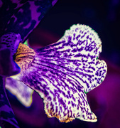 3rd Mar 2018 - purple orchid