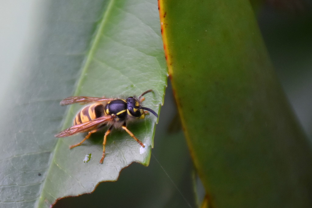 Resting Wasp by nickspicsnz