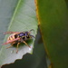 Resting Wasp by nickspicsnz