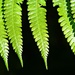 Five fern fronds by kiwinanna
