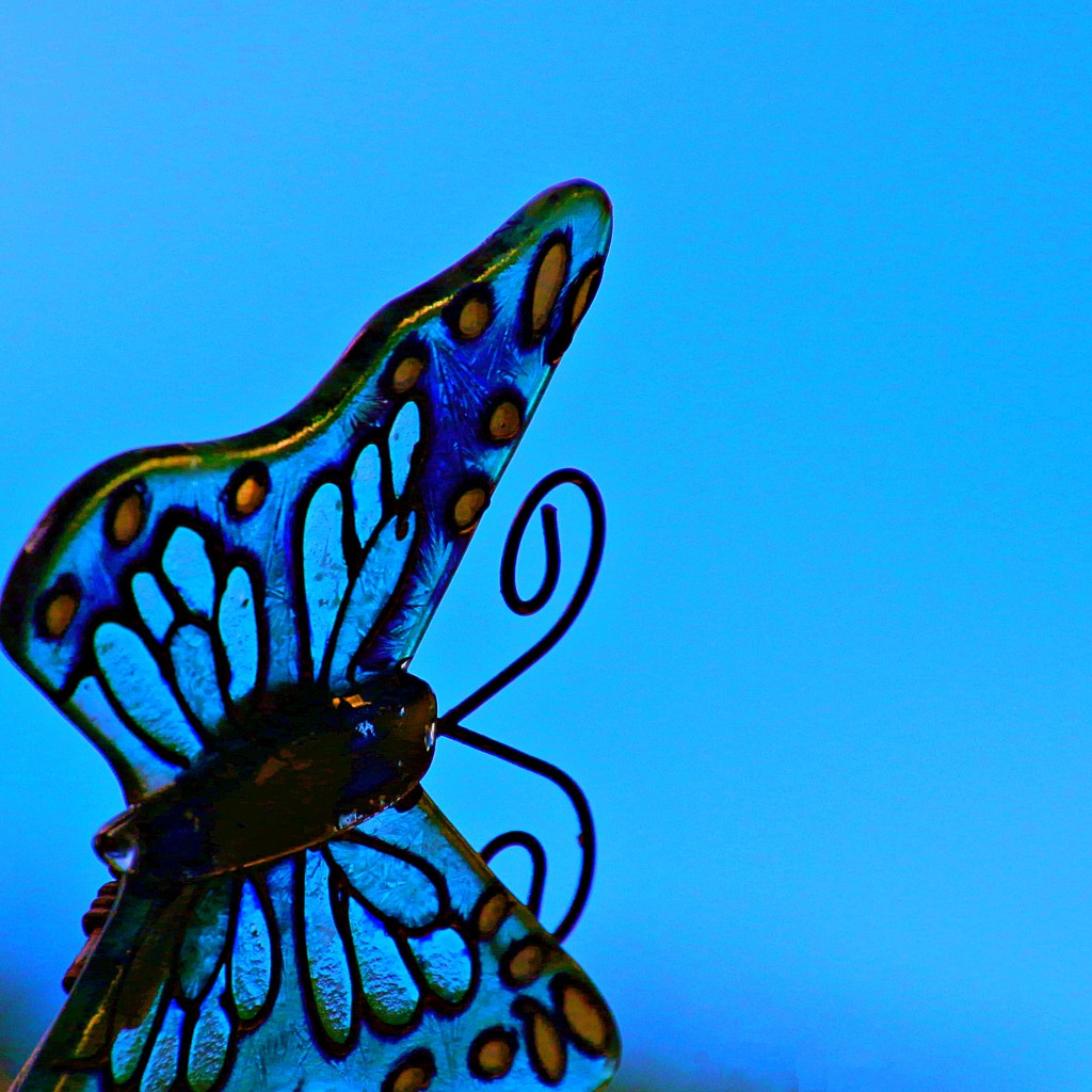 Blue sky butterfly  by kiwinanna