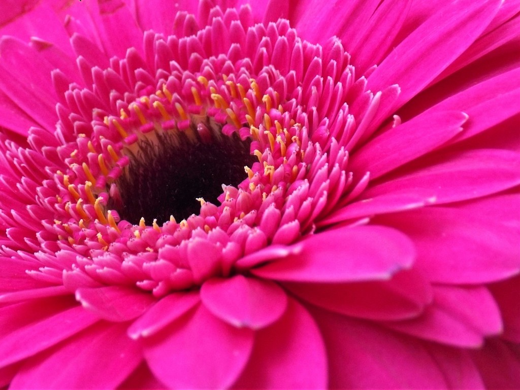 Pink Gerbera by suzanne234