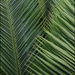 Palm Patterns by chikadnz