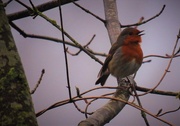 4th Mar 2018 - Singing for his Supper