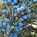 Juniper Berries by mcsiegle