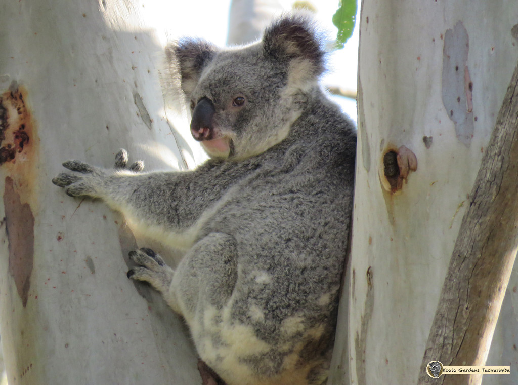 the matriarch by koalagardens