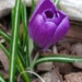 Sign Of Spring With The Color Violet by jo38