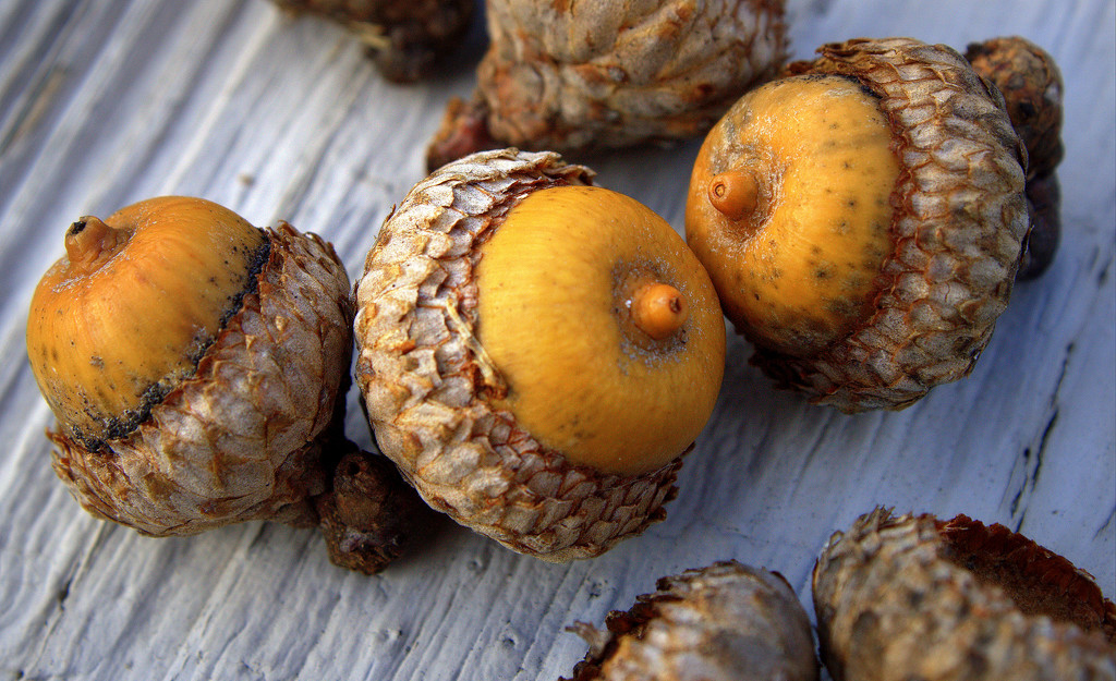 Day 169:  Acorns by sheilalorson
