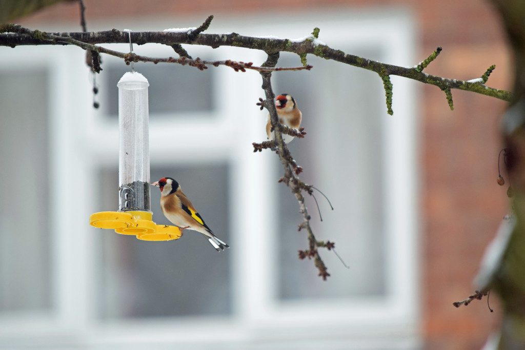 62. Goldfinches by dragey74