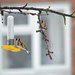 62. Goldfinches by dragey74