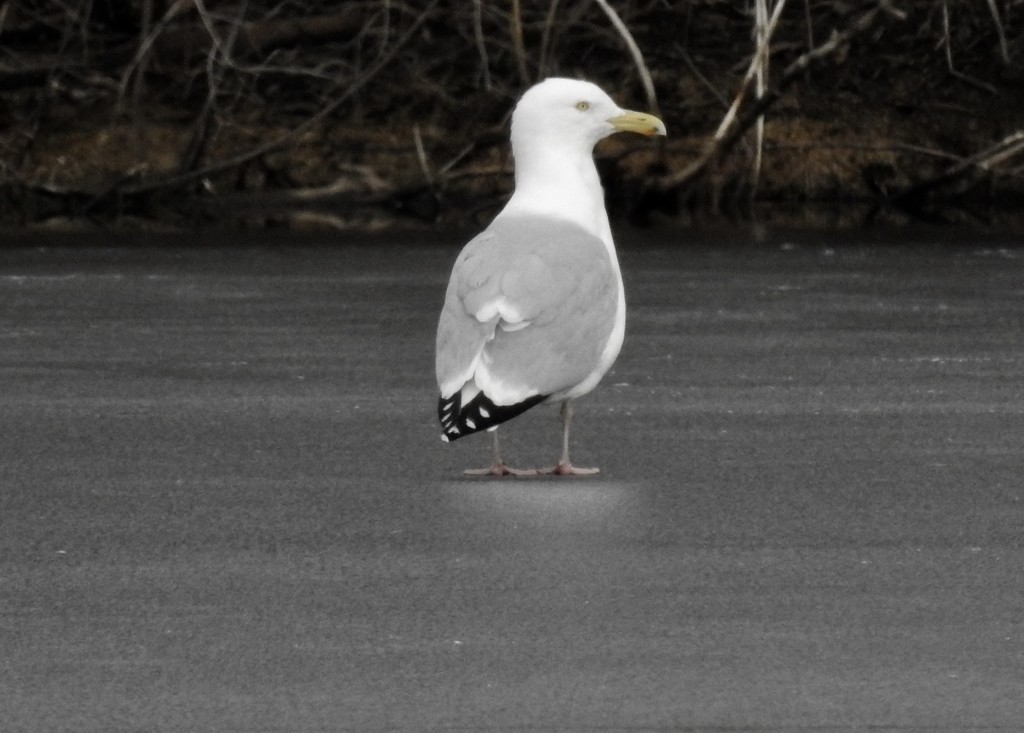 Gull on ice by amyk