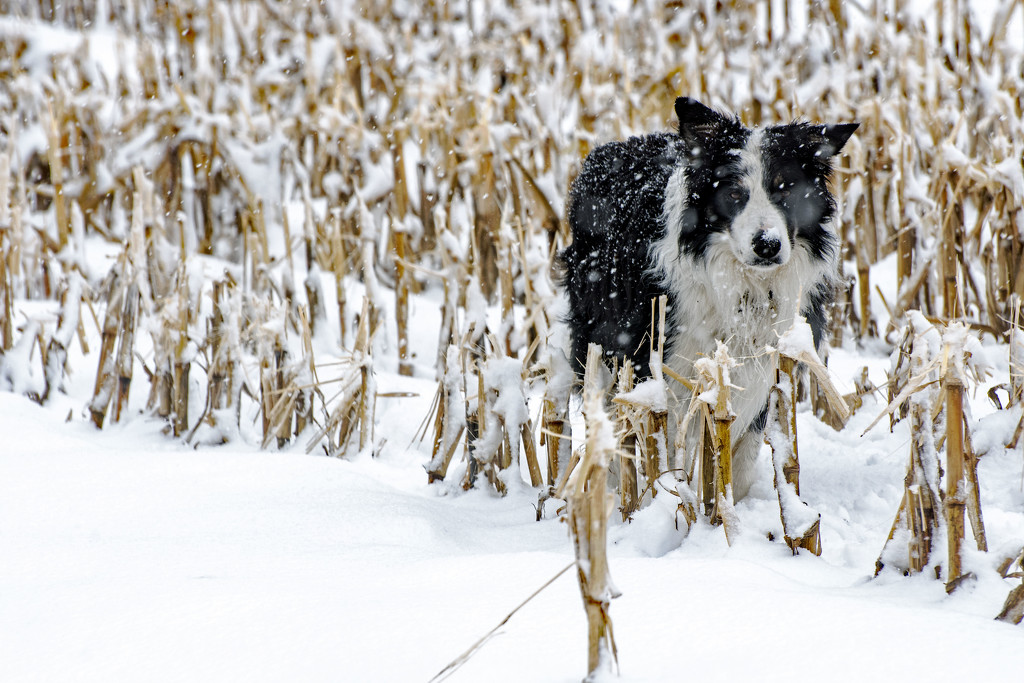 Shadow in the Corn  by farmreporter