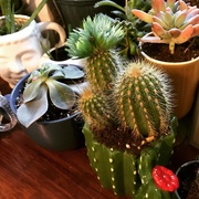 2nd Mar 2018 - New cacti 