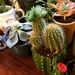 New cacti  by annymalla