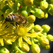 Bee by jaybutterfield