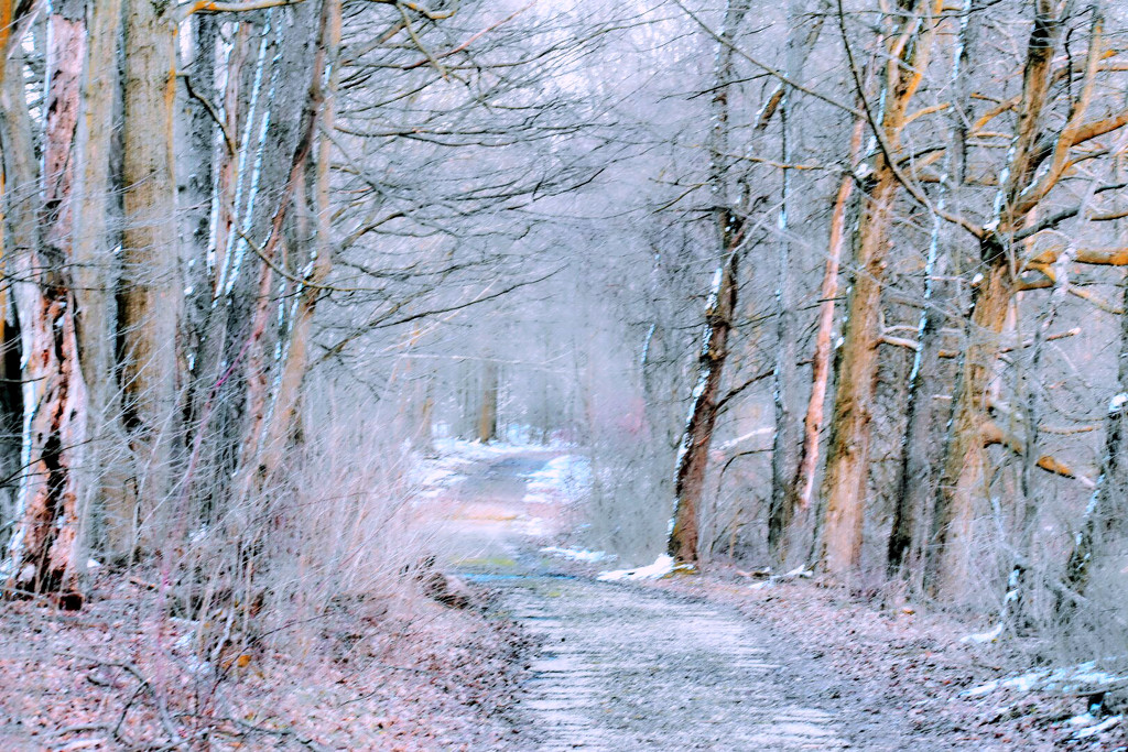 Winter Walk by yentlski