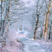 Winter Walk by yentlski